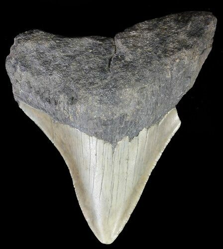 Bargain, Megalodon Tooth - North Carolina #67057